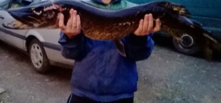 Hauki 5,79 kg
