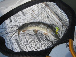 Hauki 7,80 kg