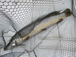 Hauki 5,30 kg