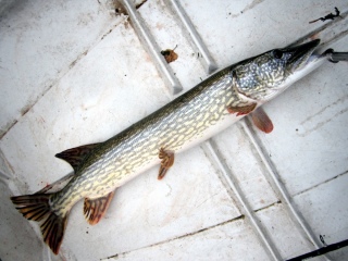 Hauki 5,30 kg