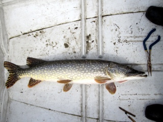 Hauki 6,60 kg