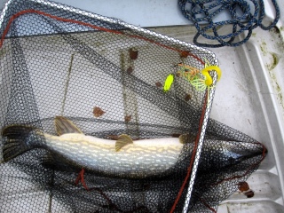 Hauki 6,60 kg