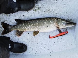 Hauki 6,20 kg