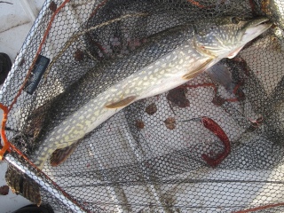 Hauki 7,40 kg