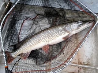 Hauki 9,30 kg
