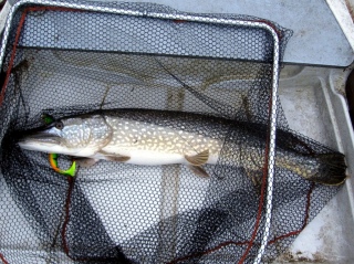 Hauki 7,10 kg