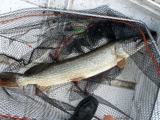 Hauki 6,80 kg