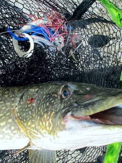 Hauki 5,80 kg