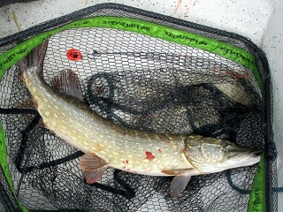 Hauki 5,20 kg
