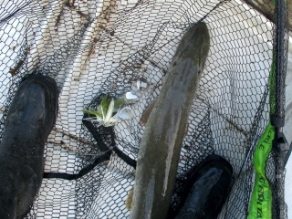 Hauki 5,40 kg