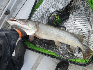 Hauki 6,90 kg