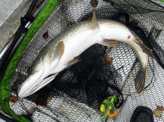 Hauki 6,30 kg