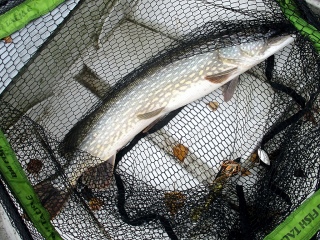 Hauki 5,00 kg