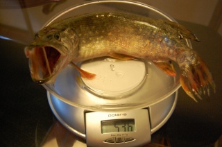 Hauki 550 g