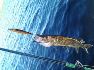 Hauki 5,00 kg