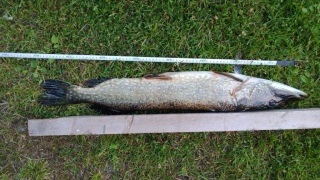 Hauki 2,83 kg