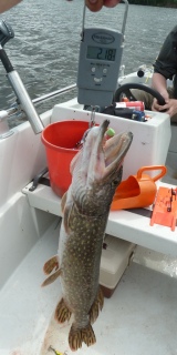 Hauki 6,70 kg