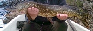 Hauki 4,60 kg