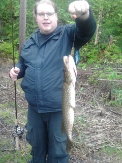 Hauki 1,20 kg