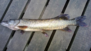 Hauki 1,50 kg