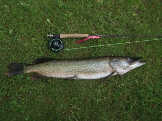 Hauki 3,90 kg