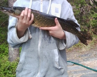 Hauki 2,50 kg