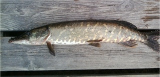 Hauki 1,00 kg