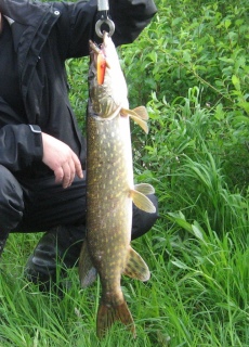 Hauki 3,00 kg