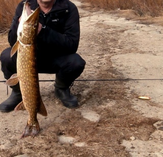 Hauki 3,30 kg