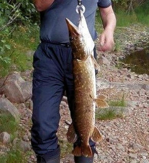 Hauki 4,45 kg