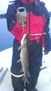Hauki 1,30 kg