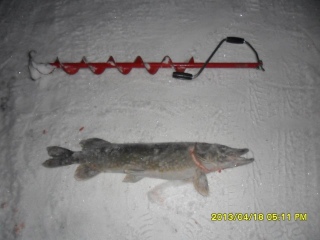 Hauki 5,50 kg