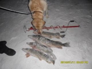 Hauki 10,00 kg