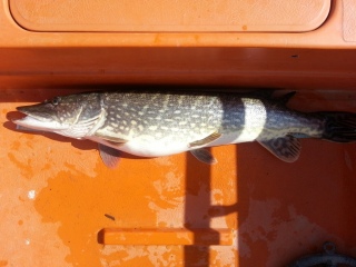 Hauki 5,40 kg