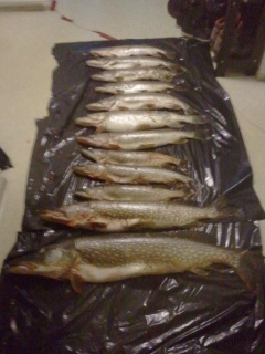 Hauki 33,00 kg