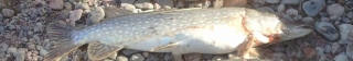 Hauki 5,00 kg