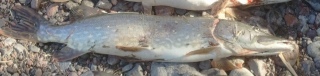 Hauki 3,90 kg