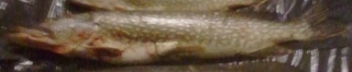 Hauki 4,90 kg