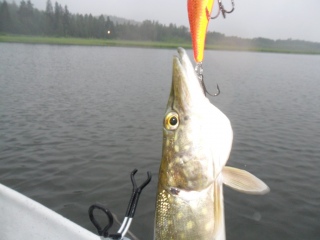 Hauki 400 g