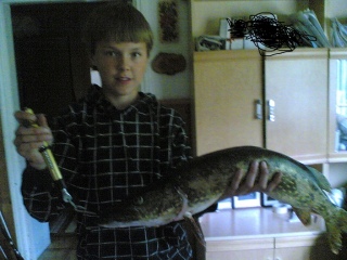 Hauki 2,50 kg