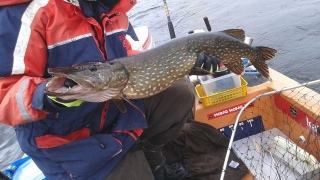 Hauki 3,42 kg
