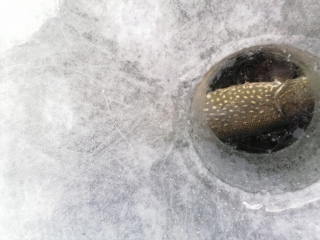 Hauki 4,00 kg
