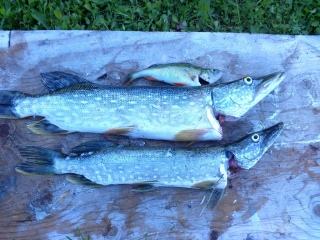 Hauki 4,00 kg