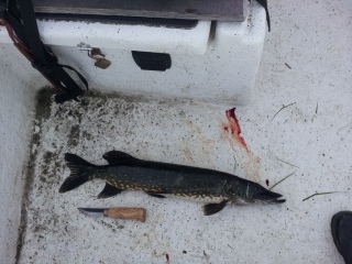 Hauki 2,30 kg