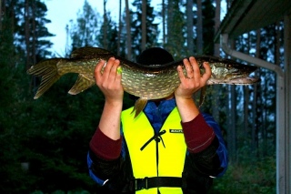 Hauki 3,50 kg