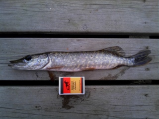 Hauki 150 g