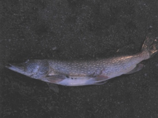 Hauki 18,00 kg