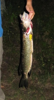 Hauki 1,30 kg