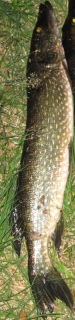 Hauki 3,00 kg