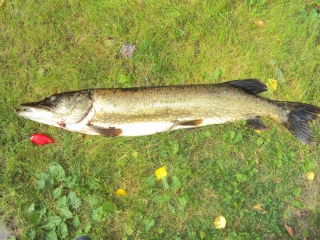 Hauki 7,31 kg
